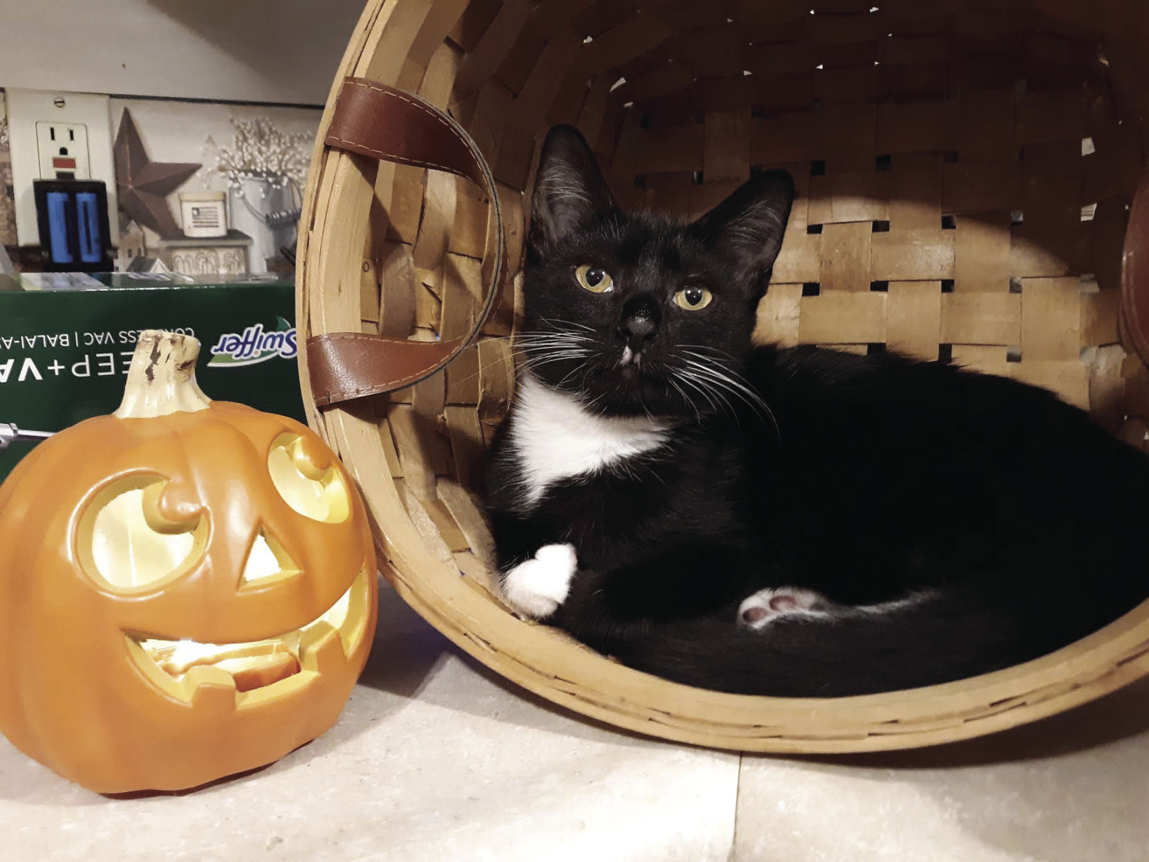Stash is a black and white kitten